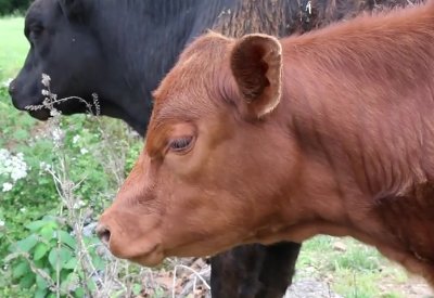 New Red Heifer born in the USA