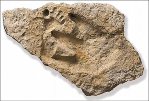Dinosaur and human footprints